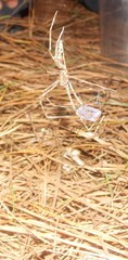Deinopis amica