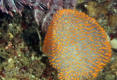 Polycitor giganteus
