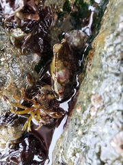 Hemigrapsus sanguineus