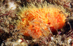Australopsammia aurea