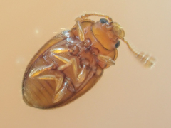 Symbiotes gibberosus
