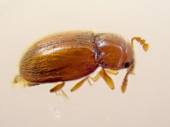 Symbiotes gibberosus