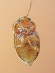 Symbiotes gibberosus