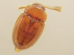 Symbiotes gibberosus