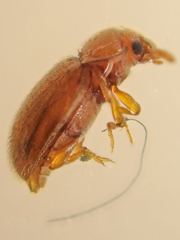 Symbiotes gibberosus