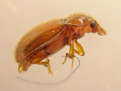 Symbiotes gibberosus