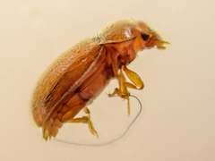 Symbiotes gibberosus