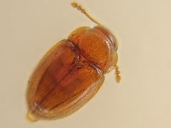 Symbiotes gibberosus