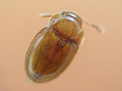 Symbiotes gibberosus