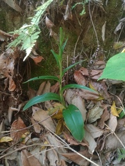 Platanthera minor