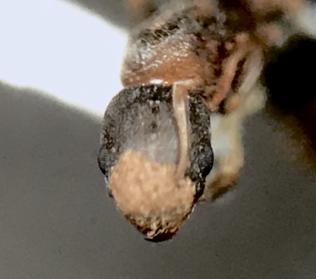Cardiocondyla minutior