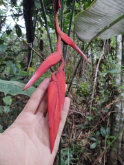 Heliconia pendula