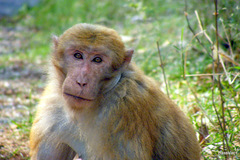 Macaca assamensis