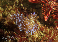 Pteraeolidia ianthina image