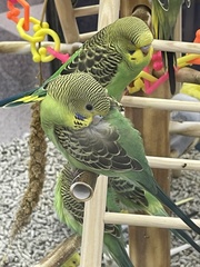 Melopsittacus