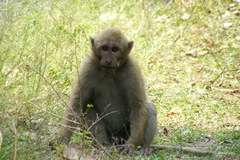 Macaca assamensis