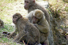 Macaca assamensis