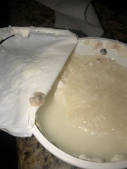 Penicillium digitatum