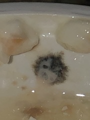 Penicillium digitatum