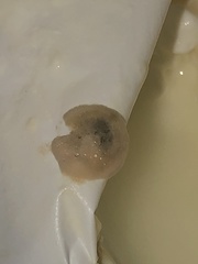 Penicillium digitatum