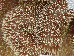 Stichodactyla gigantea
