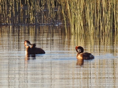 Rollandia microptera