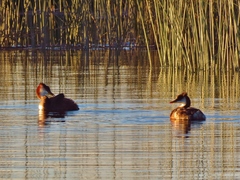Rollandia microptera