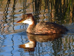 Rollandia microptera