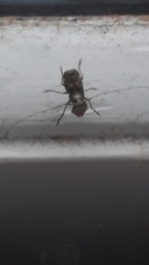 Hoherius meinertzhageni