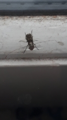 Hoherius meinertzhageni