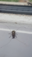 Hoherius meinertzhageni