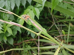 Bradypodion pumilum