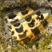 Black-and-white Cone Snail - Photo (c) langzi, some rights reserved (CC BY-NC), uploaded by langzi