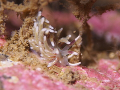 Rubramoena rubescens