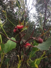 Eucalyptus vesiculosa