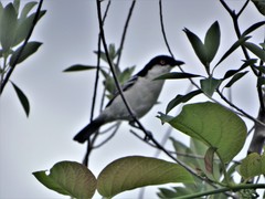 Dryoscopus cubla cubla