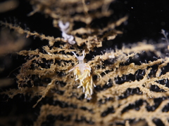 Rubramoena rubescens