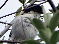 Dryoscopus cubla cubla