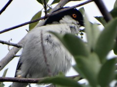 Dryoscopus cubla cubla