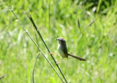 Prinia subflava pondoensis