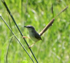 Prinia subflava pondoensis
