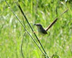 Prinia subflava pondoensis