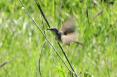 Prinia subflava pondoensis