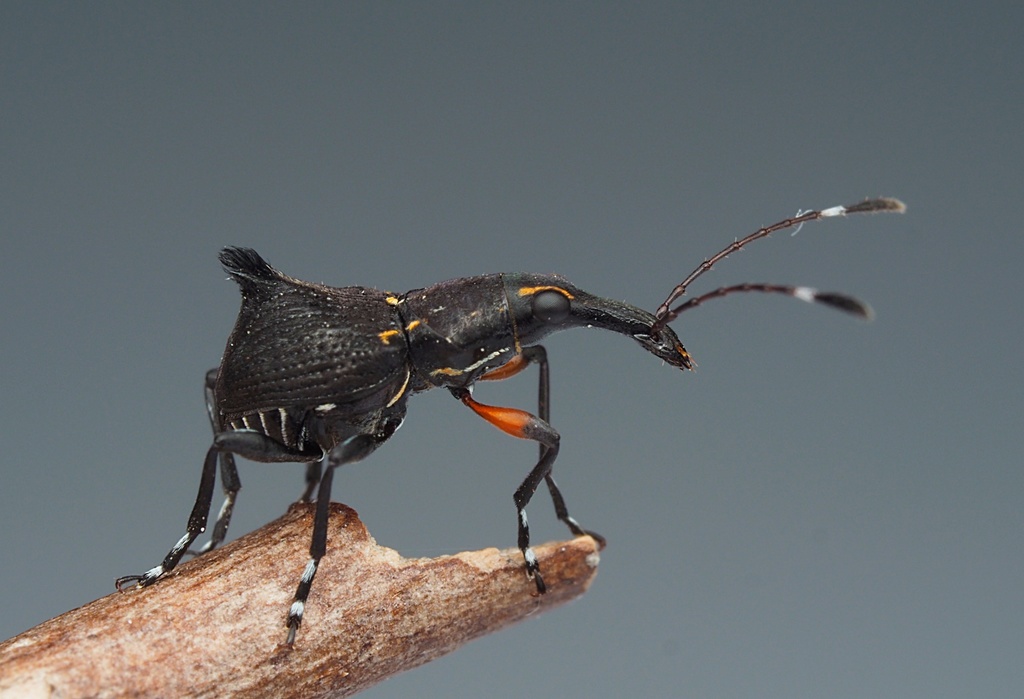 Hoplorhaphus spinifer