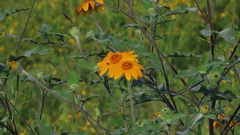 Tithonia tubaeformis