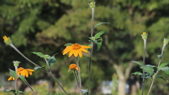 Tithonia tubaeformis
