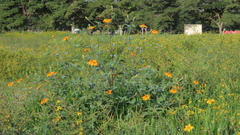 Tithonia tubaeformis