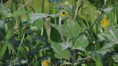 Tithonia tubaeformis