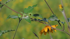 Tithonia tubaeformis