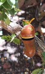 Papilio multicaudata